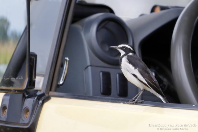 Lavandera africana, African Pied Wagtail, Motacilla aguimp