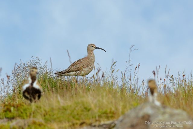 Zarapito trinador, Whimbrel, Numenius phaeopus