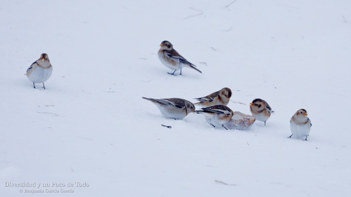 Escribano nival, Snow Bunting, Plectrophenax nivalis