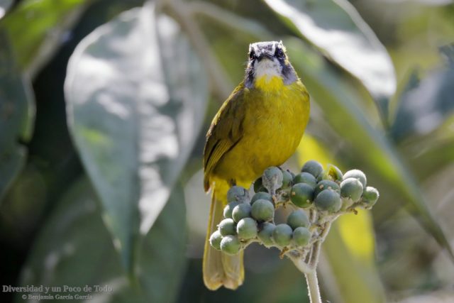 Bulbul orejudo, Yellow-eared Bulbul, Pycnonotus penicillatus