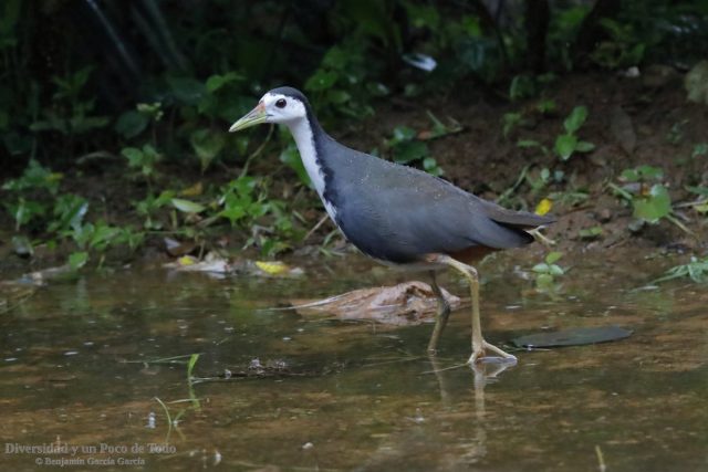 Gallineta pechiblanca, White-breasted Waterhen, Amaurornis phoenicurus