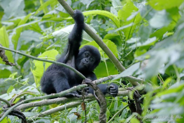 Gorila de montaña, mountain gorilla (Gorilla beringei beringei).