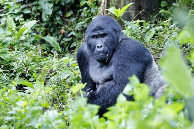Gorila de montana, mountain gorilla, Gorilla beringei beringei