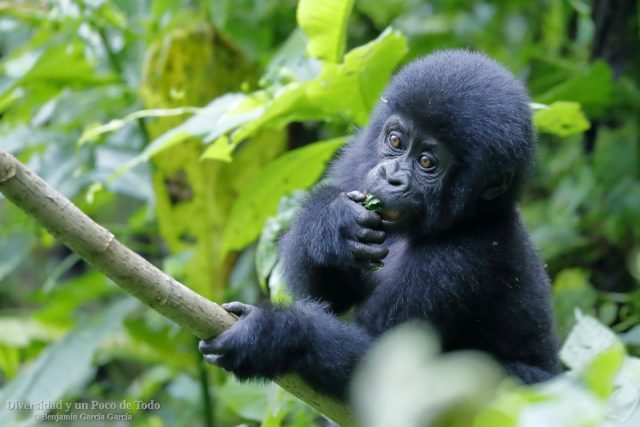 cria o infante de Gorila de montana, mountain gorilla, Gorilla beringei beringei