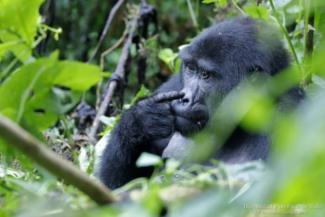 Gorila de montana, mountain gorilla, Gorilla beringei beringei