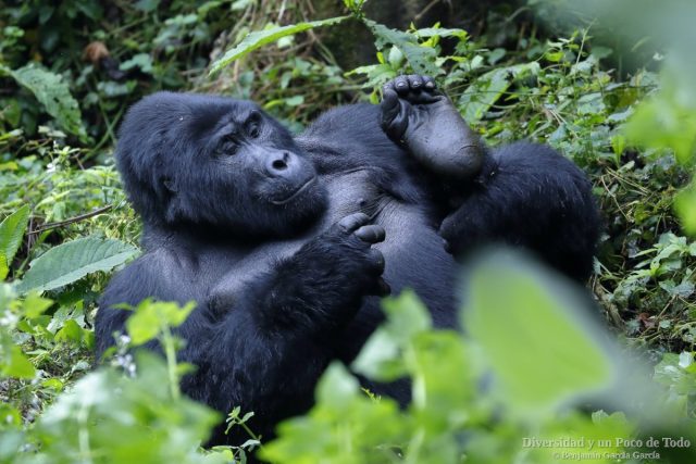 Gorila de montana, mountain gorilla, Gorilla beringei beringei