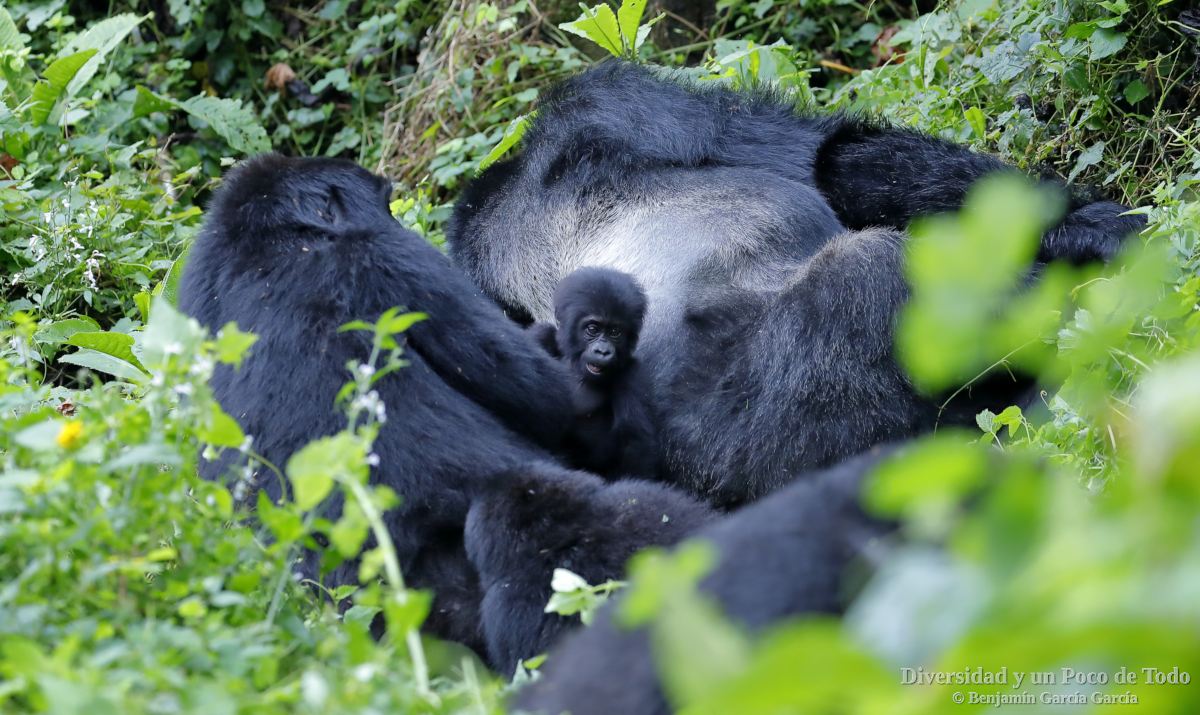 Gorila de montana, mountain gorilla, Gorilla beringei beringei