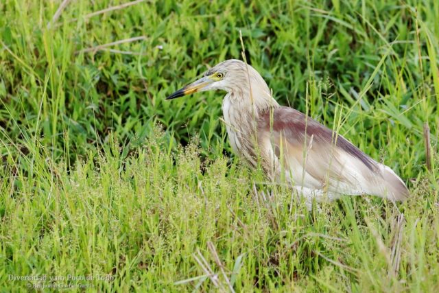 garcilla india, Indian Pond Heron