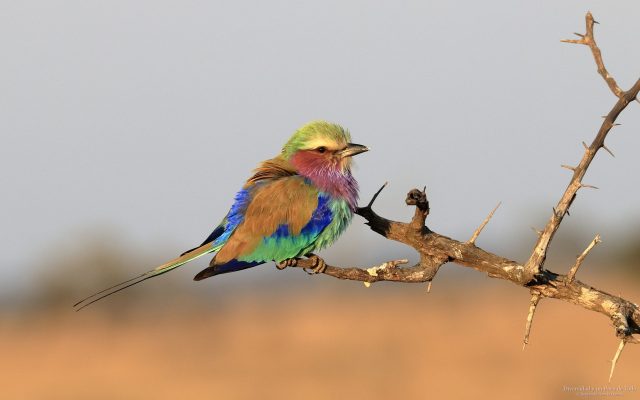 Fondo de pantalla de la carraca lila, Lilac-breasted Roller, Coracius caudatus