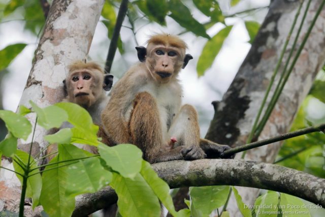 juveniles de macaco de Sri Lanka