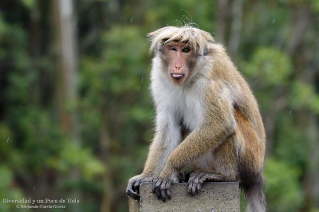 macho de macaco de Sri Lanca