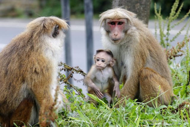 madre e infante de macaco de Sri Lanka