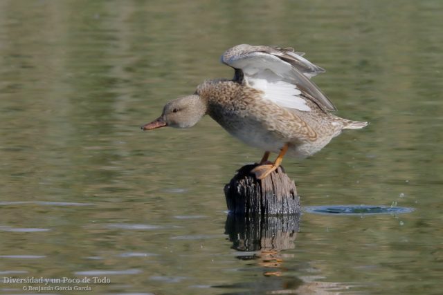 hembra de anade friso, mareca strepera
