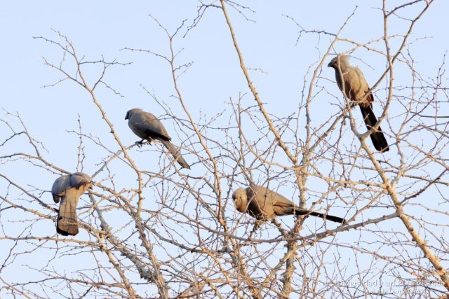 grupo de cuatro turacos unicolor