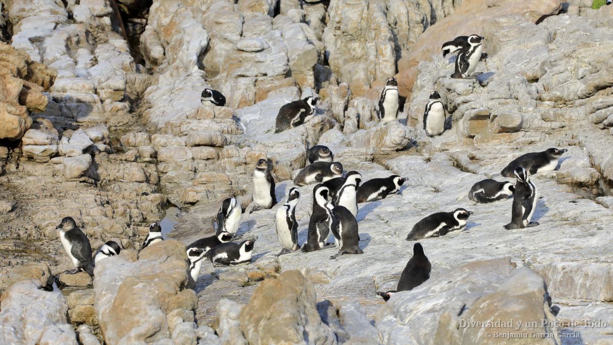 pinguino de el Cabo en Stony Point Nature Reserve