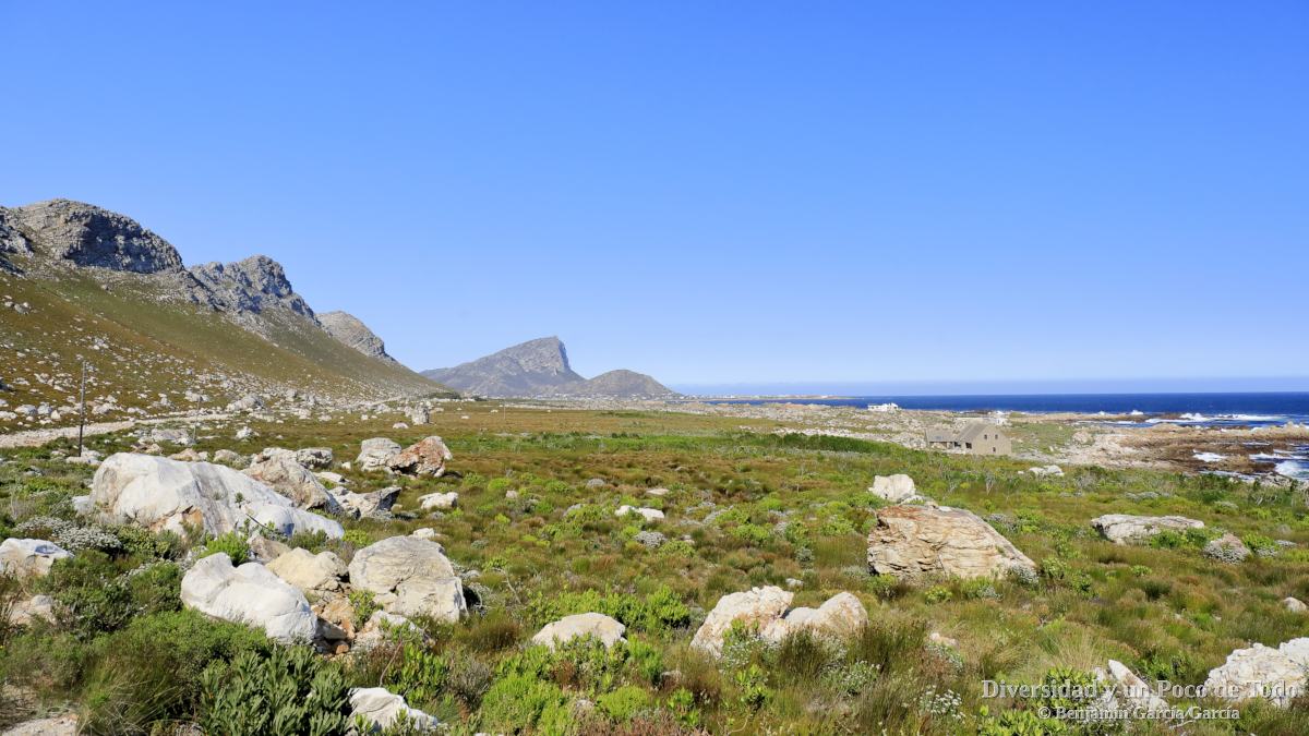 aves en el cabo, en rooi-els nature reserve