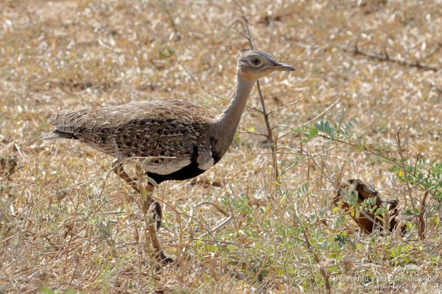 Eupodotis ruficrista en marcha por la sabana