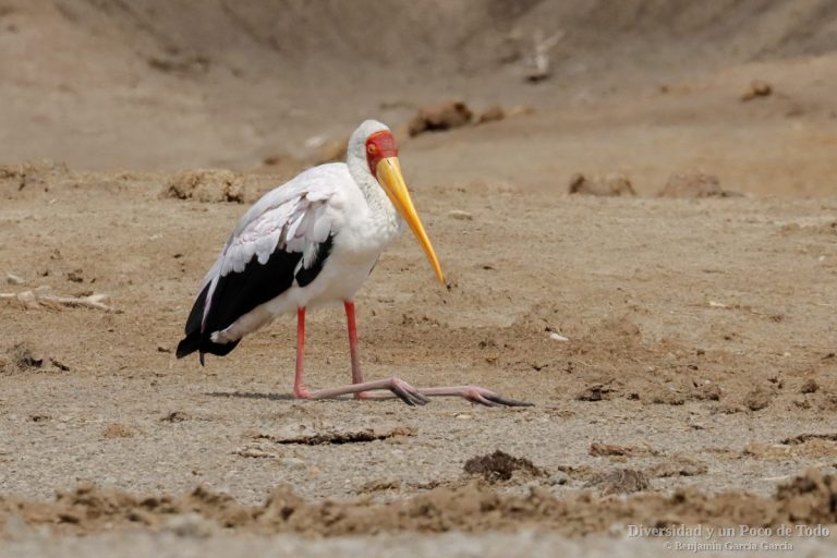 Tántalo africano (Mycteria ibis). La cigüeña de pico amarillo.