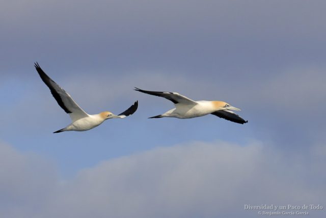 alcatraz de el cabo dos ejemplares al vuelo