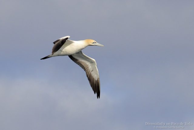 alcatraz de el cabo al vuelo