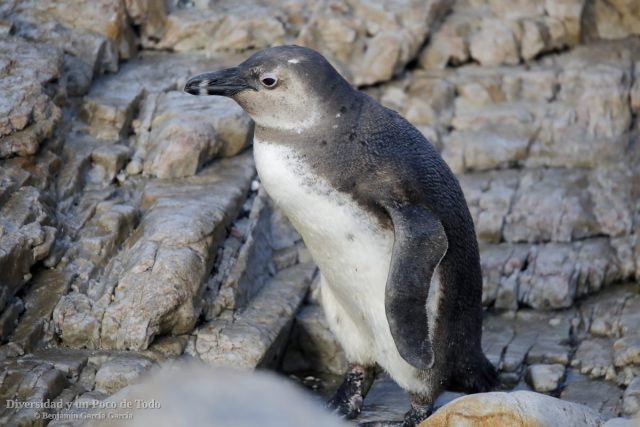 juvenil de pinguino de el cabo