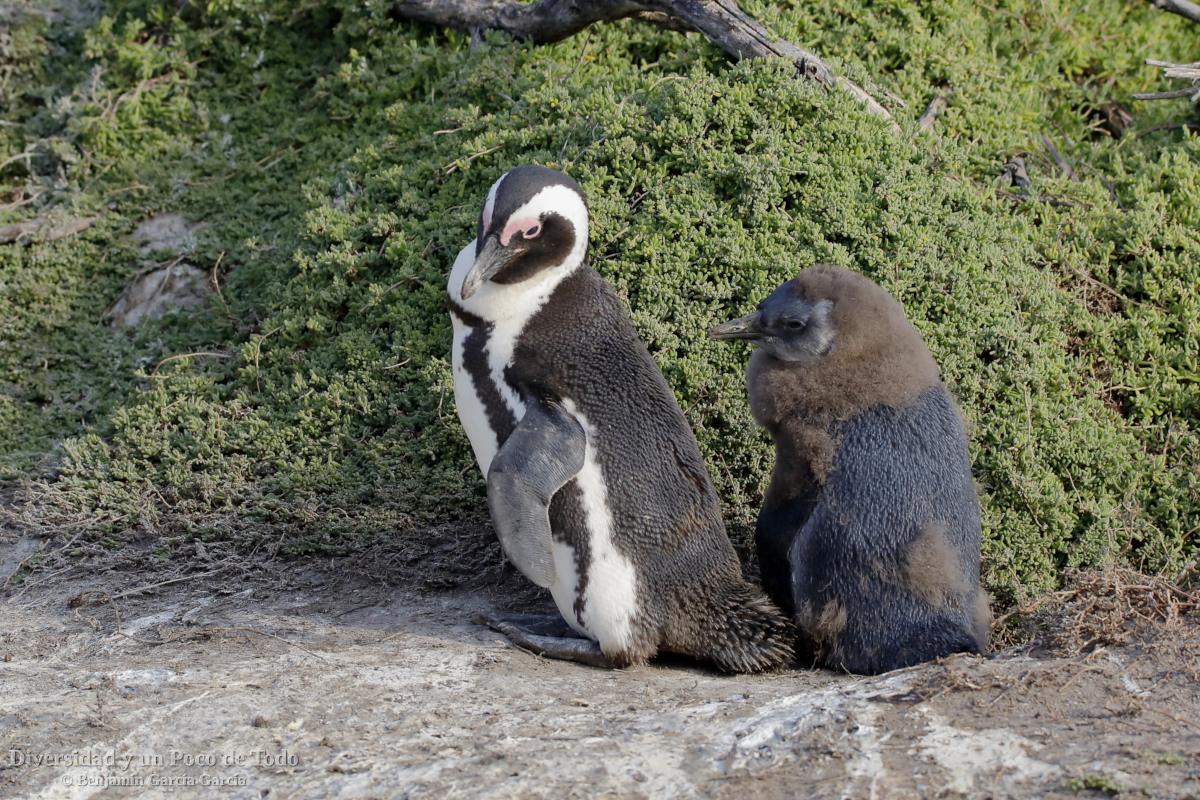 ペンギンの種類 - アフリカペンギン (Spheniscus demersus)