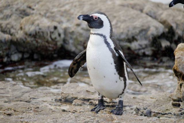 pinguino de el cabo en Stony point