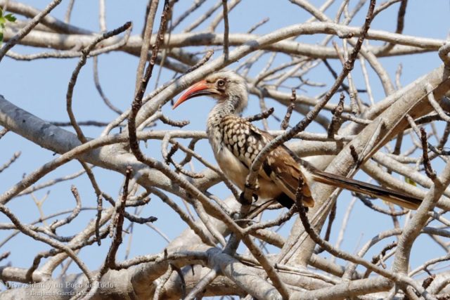 Toco piquirrojo sureno, Tockus rufirostris