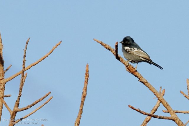 carbonero negro hembra