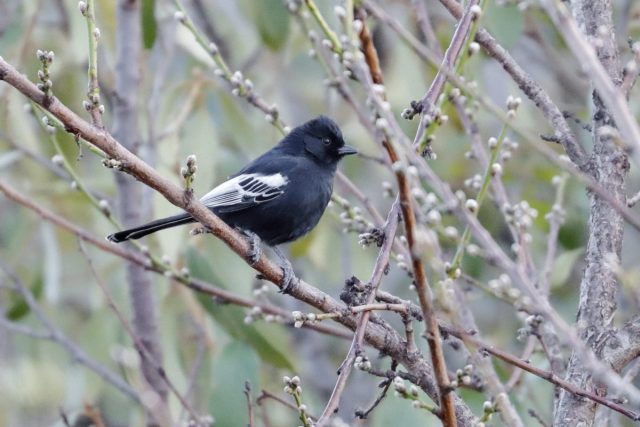 carbonero negro macho