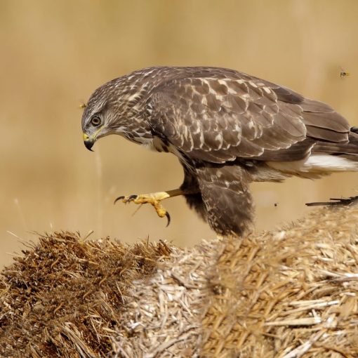 Busardo Ratonero Busardo ratonero (Buteo buteo). El juvenil con el iris claro.