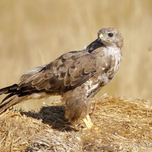 Busardo ratonero (Buteo buteo). El juvenil con el iris claro.