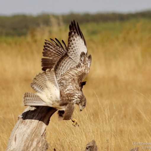 Busardo ratonero (Buteo buteo). El juvenil con el iris claro.