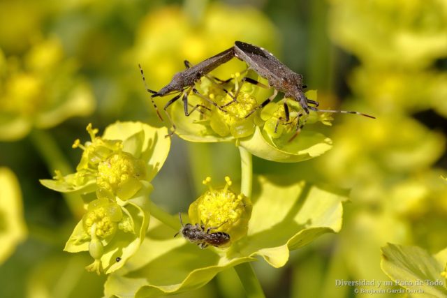 Chinche agil de las euforbias