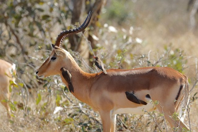 picabueyes piquirrojo sobre impala