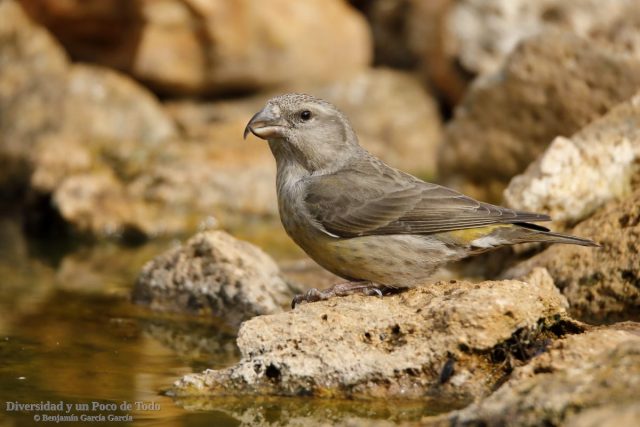 juvenil de piquituerto comun, loxia curvirostra