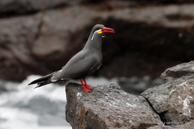 Charran inca, inca tern