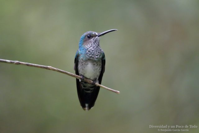 colibri nuquiblanco hembra