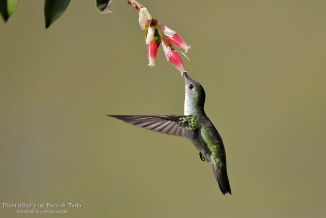 amazilia andina libando en una flor