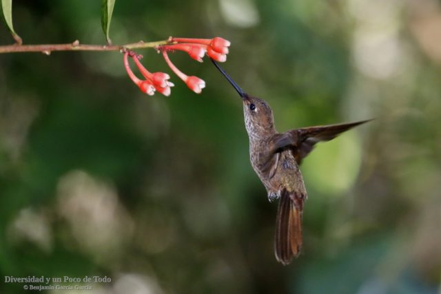 inca bronceado libando en unas flores