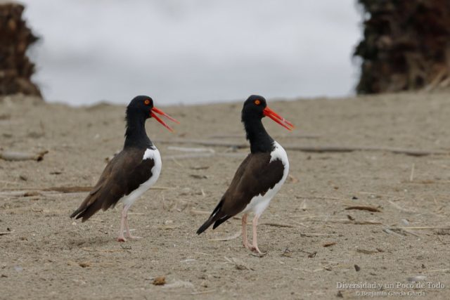 Una pareja de ostrero pio americano