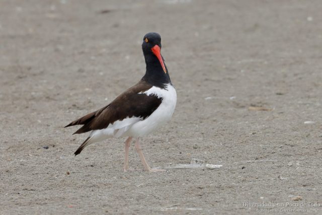 ostrero pio americano mirando al observador
