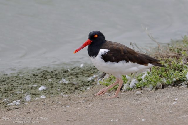 ostrero pio americano caminando junto al agua