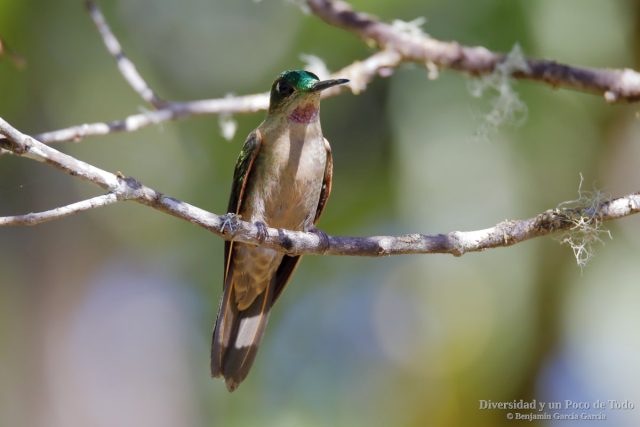 Brillante pechigamuza con la mancha rosa brillante