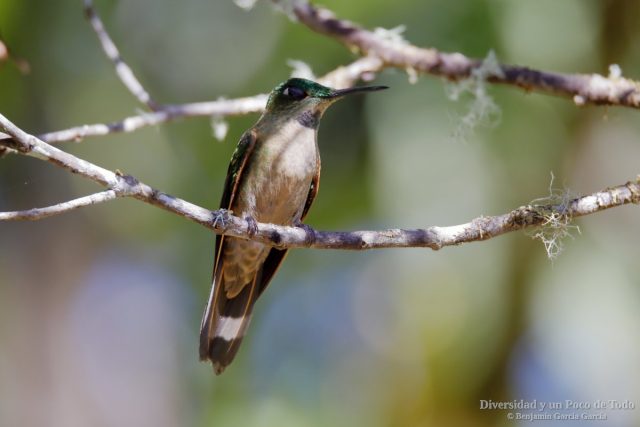 Brillante pechigamuza con la mancha oscura