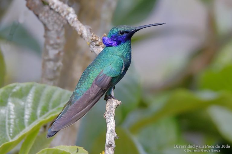 Colibrí rutilante (Colibri coruscans). Otro colibrí de los Andes.
