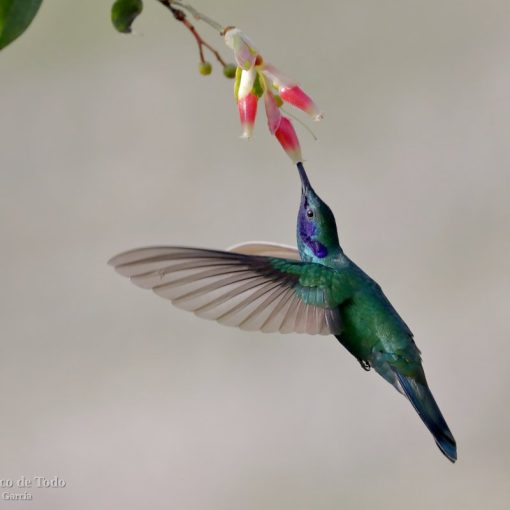 Colibri Rutilant Colibrí rutilante (Colibri coruscans). Otro colibrí de los Andes.