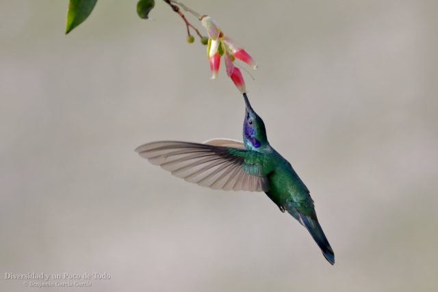 colibri rutilante en vuelo y libando nectar de una flor