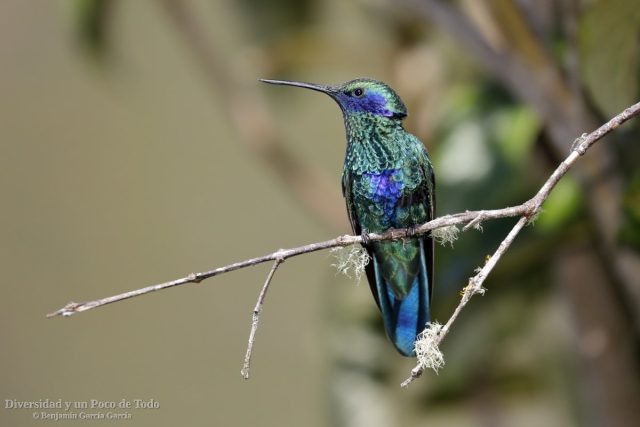 colibri rutilante posado y mostrando la mancha azul del vientre
