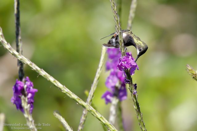 rabudito crestado hembra libando posado